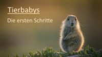 Tierbabys – Die ersten Schritte Cover, Tierbabys – Die ersten Schritte Poster